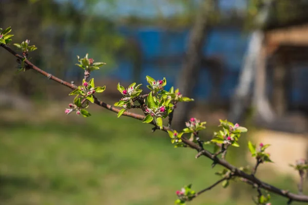 Frühling Apfelbaumblüte Nahaufnahme — Stockfoto