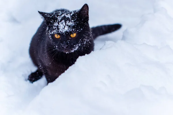Carino Gatto Nero Giocare All Aperto — Foto Stock