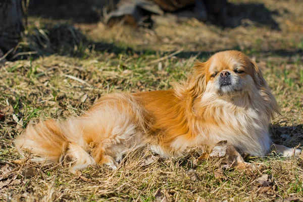 Cão Pekingese Dourado Bonito Agradável — Fotografia de Stock