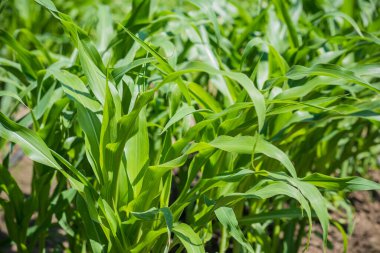 Genç yeşil mısır yaprakları