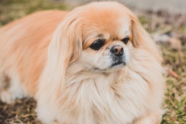 Kırmızı kıdemli Pekin köpeği doğa yürüyüşünde.