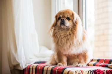 Evdeki tatlı altın pekin köpeği.