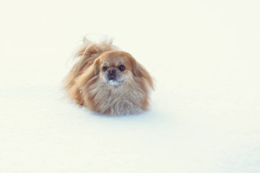 Tatlı Pekin köpeği dışarıda.