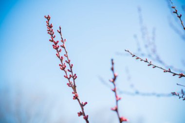 Bahar ağacının dalları yakın çekim görüntüsü