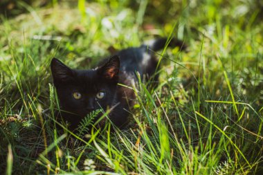 Kara kedi dışarıda yürüyor.