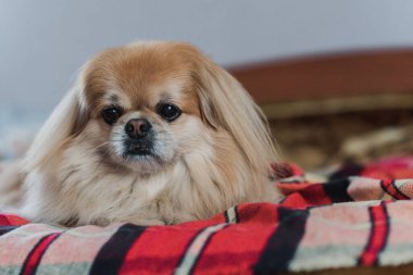 Evdeki tatlı altın pekin köpeği.