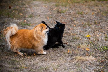 Altın Pekin köpeği Kara kediyle oynuyor