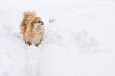 Tatlı Pekin köpeği dışarıda.