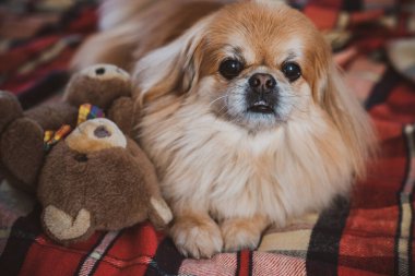Evdeki tatlı altın pekin köpeği.