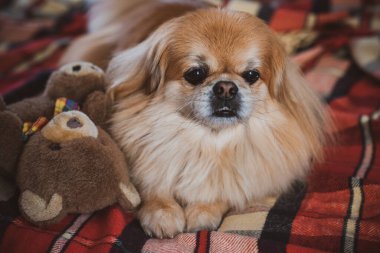 Evdeki tatlı altın pekin köpeği.