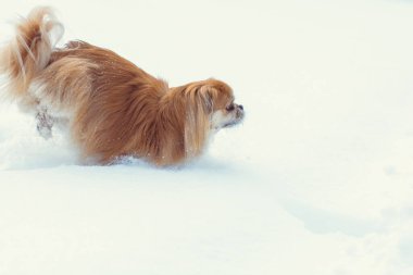 Tatlı Pekin köpeği dışarıda.