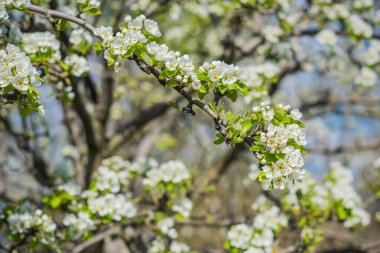 Bahar kiraz ağacı çiçekleri yakın plan görüntüsü