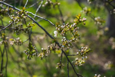 Bahar elması çiçeği yakın plan görüntüsü