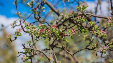 Bahar elması çiçeği yakın plan görüntüsü