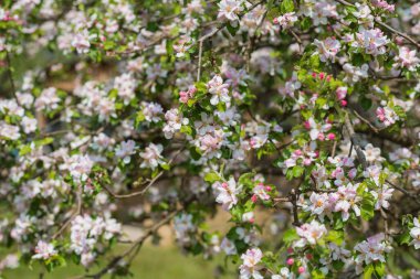Bahar kiraz ağacı çiçekleri yakın plan görüntüsü