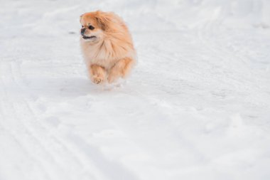 Tatlı Pekin köpeği dışarıda.
