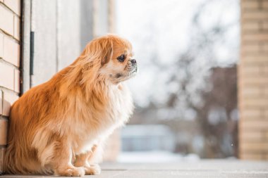 Tatlı Pekin köpeği dışarıda.
