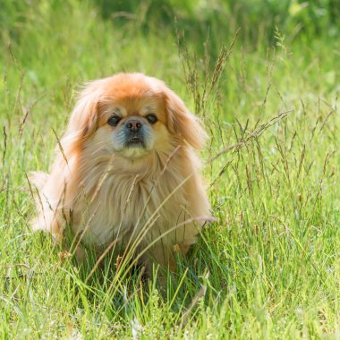 Parktaki sevimli ve güzel altın renkli Pekin köpeği. 