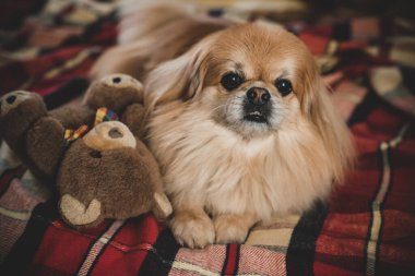  Tatlı genç altın pekin köpeği, evcil hayvan konsepti.