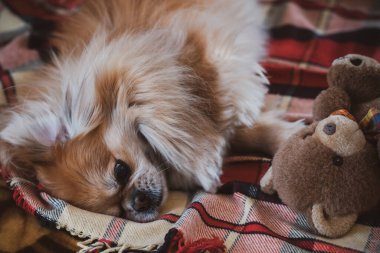 Evdeki tatlı altın pekin köpeği.