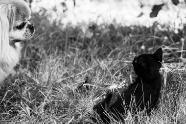 Komik siyah kedi evde oynuyor. Evcil hayvanların hayatı