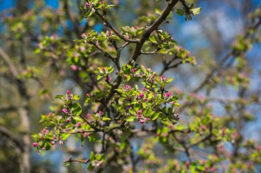 Bahar elması çiçeği yakın plan görüntüsü
