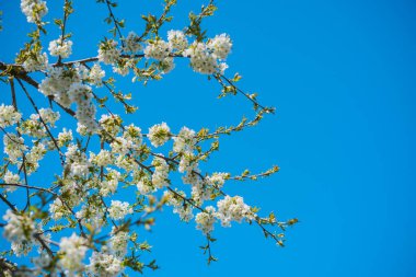 Bahar kiraz ağacı çiçekleri yakın plan görüntüsü