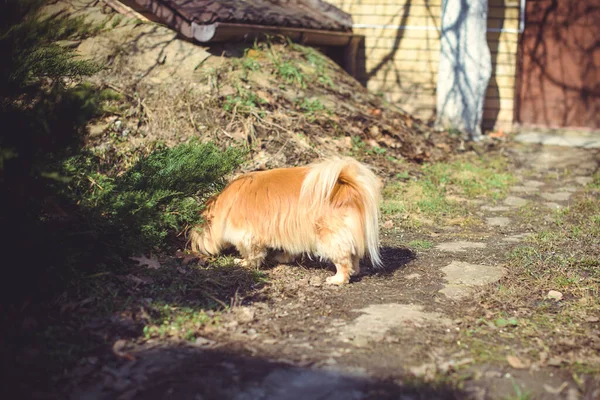 Αξιολάτρευτο Σκυλί Pekingese Εξωτερικούς Χώρους — Φωτογραφία Αρχείου