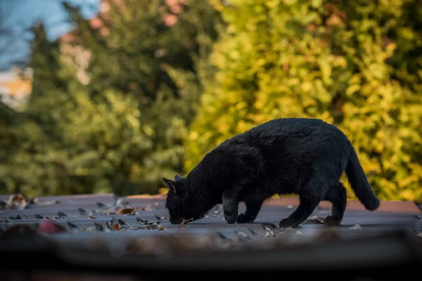 Black Cat Walking Outdoor — Stock Photo, Image