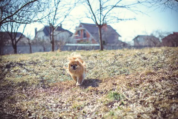 Adorable Chien Pékinois Plein Air — Photo