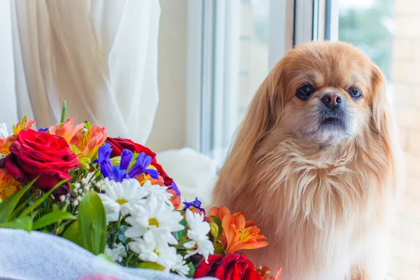 Cute and nice golden pekingese dog