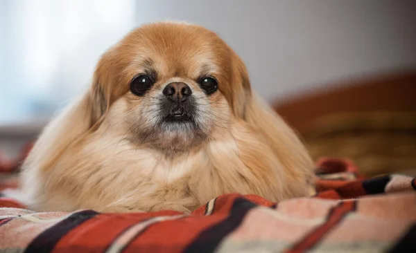 Roter Pekinese Hund Liegt Auf Bett — Stockfoto
