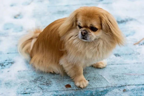 Rojo Senior Pekingese Perro Paseo Naturaleza —  Fotos de Stock