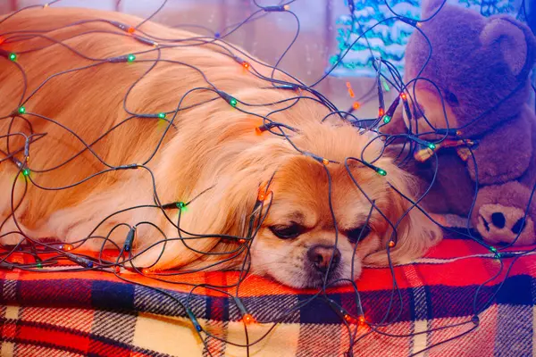 Cão Pekingese Dourado Bonito Agradável — Fotografia de Stock