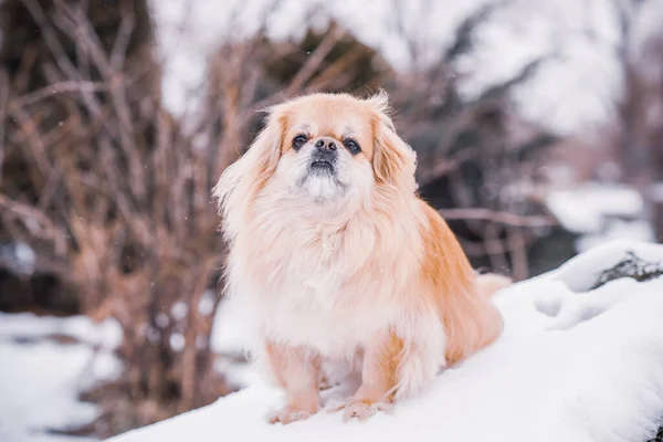 Entzückender Pekinese Hund Freien — Stockfoto