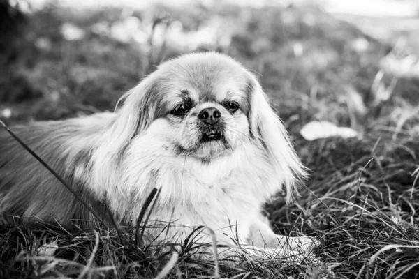Entzückender Pekinese Hund Freien — Stockfoto