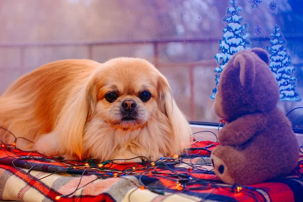 Netter Und Schöner Goldener Pekinese Hund — Stockfoto