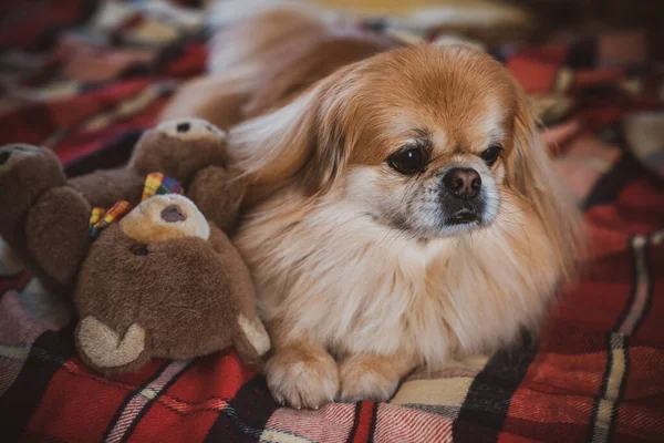 Netter Junger Goldener Pekinese Hund Hause — Stockfoto