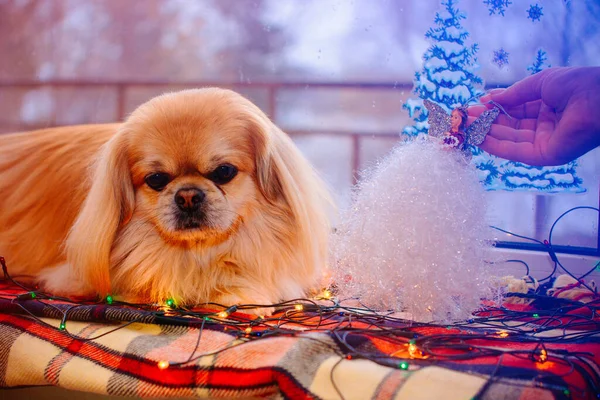 Netter Und Schöner Goldener Pekinese Hund — Stockfoto