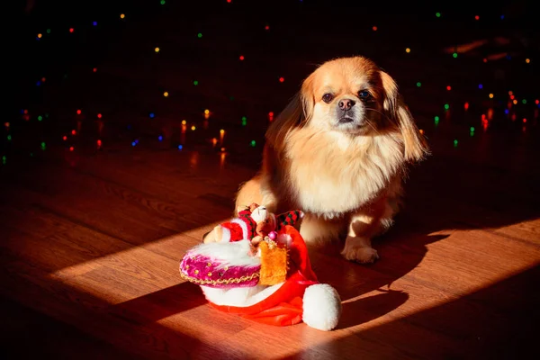 Netter Und Schöner Goldener Pekinese Hund — Stockfoto