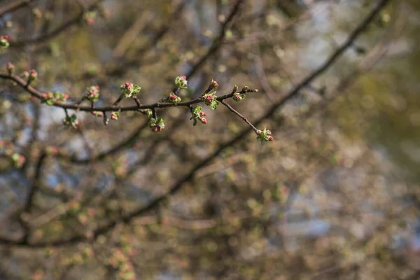 Våren Äppelträd Blomma Närbild — Stockfoto