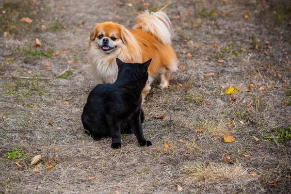 Golden pekingese dog playing with Black cat