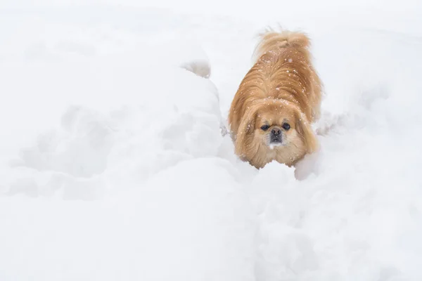 Entzückender Pekinese Hund Freien — Stockfoto