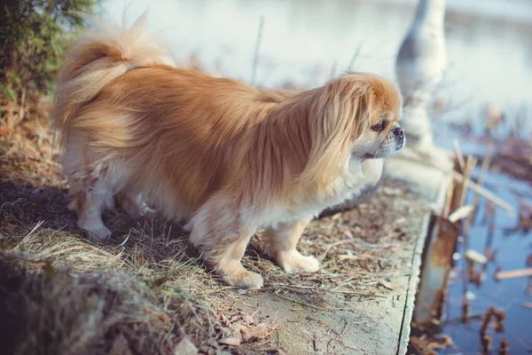 Cão Pekingese Adorável Livre — Fotografia de Stock