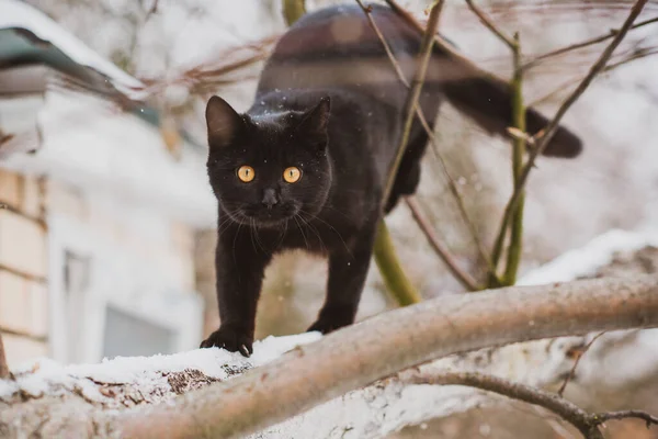 Caminhada Gato Preto Gato Caçador Estilo Vida Animal Estimação — Fotografia de Stock