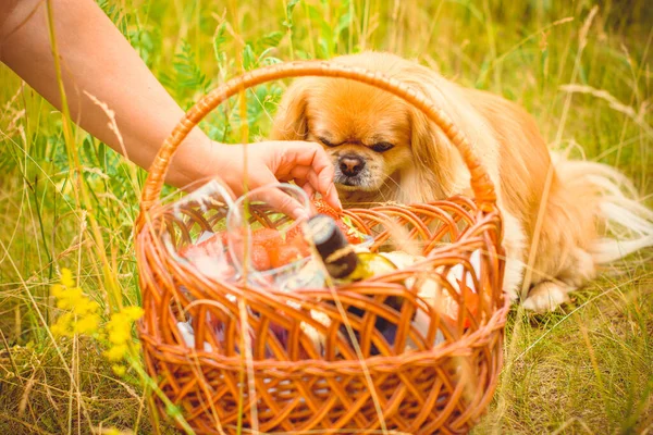 Söt Ung Gyllene Pekingese Hund Begreppet Husdjur — Stockfoto