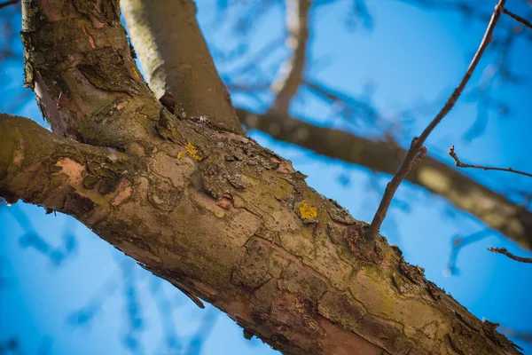 Bahar Ağacı Dalları Yakın Çekim Görüntüsü — Stok fotoğraf