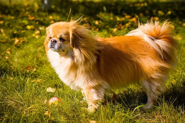 Bonito Jovem Cão Pekingese Dourado Conceito Animais Estimação — Fotografia de Stock