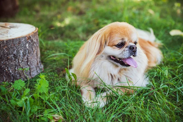 Adorable Perro Pekinés Aire Libre —  Fotos de Stock