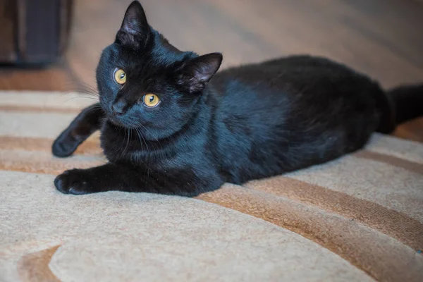 Смішний Чорний Кіт Грає Вдома Життя Домашніх Тварин — стокове фото